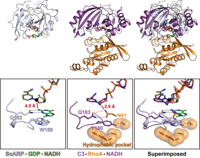 ADPリボシル基転移酵素は、基質がタンパク質（アミノ酸）でもDNAでも、同じ仕組みを使って基質を認識する