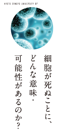 細胞が死ぬことに、どんな意味・可能性があるのか？