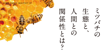 ミツバチの生態と、人間との関係性とは？