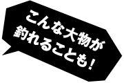 こんな大物が釣れることも！