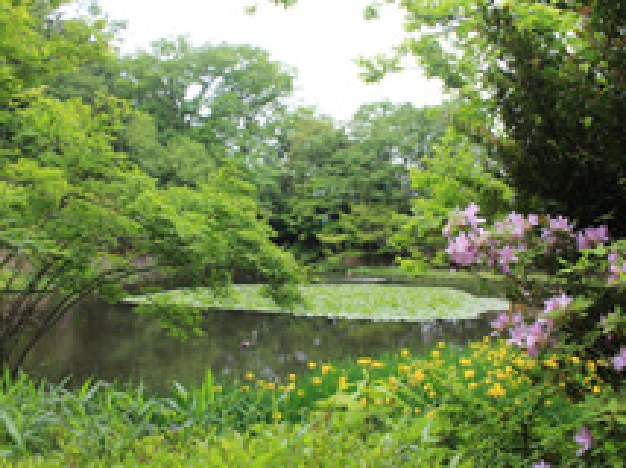 菖蒲池