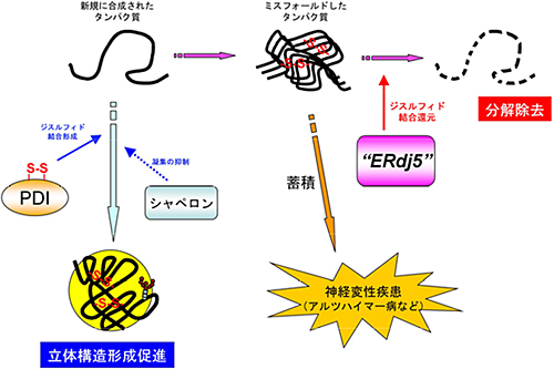 図1 細胞におけるタンパク質品質管理の仕組み