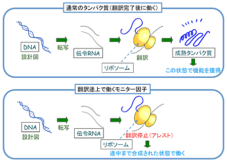 図1 翻訳途上で働くモニター因子