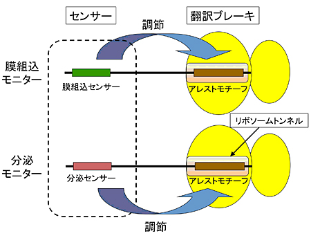 図2 モニター因子はセンサー部位とアレスト配列を持つ