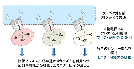 図4 生物種がそれぞれ固有のモニター因子を獲得する仕組み