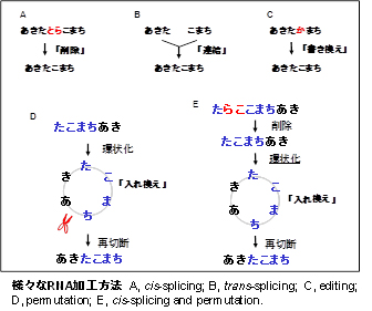 生命科学セミナー「逆転および高度分断化 tRNA遺伝子の解析」開催(2013.12.16)