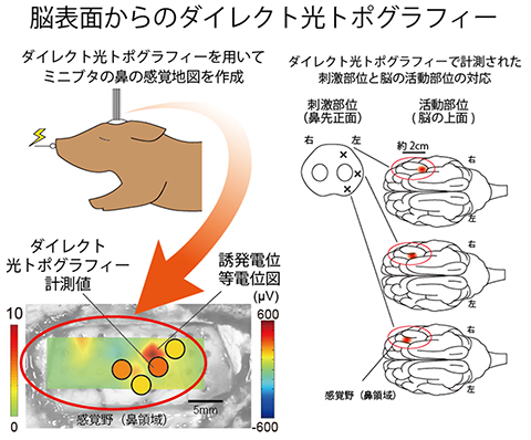 研究の概要図