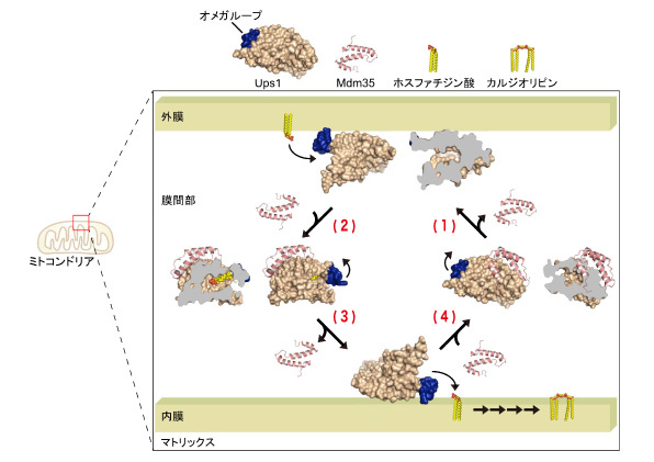 (図3) Ups1−Mdm35複合体によるミトコンドリア外膜・内膜間のリン脂質輸送のモデル