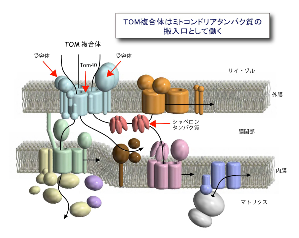 図1 ミトコンドリアへのタンパク質配送経路と搬入口TOM複合体