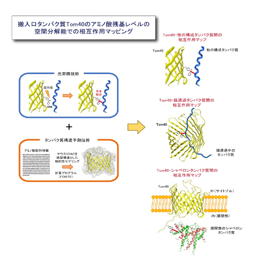 (図2) 搬入口タンパク質Tom40の相互作用マッピングの概略
