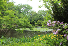 菖蒲池