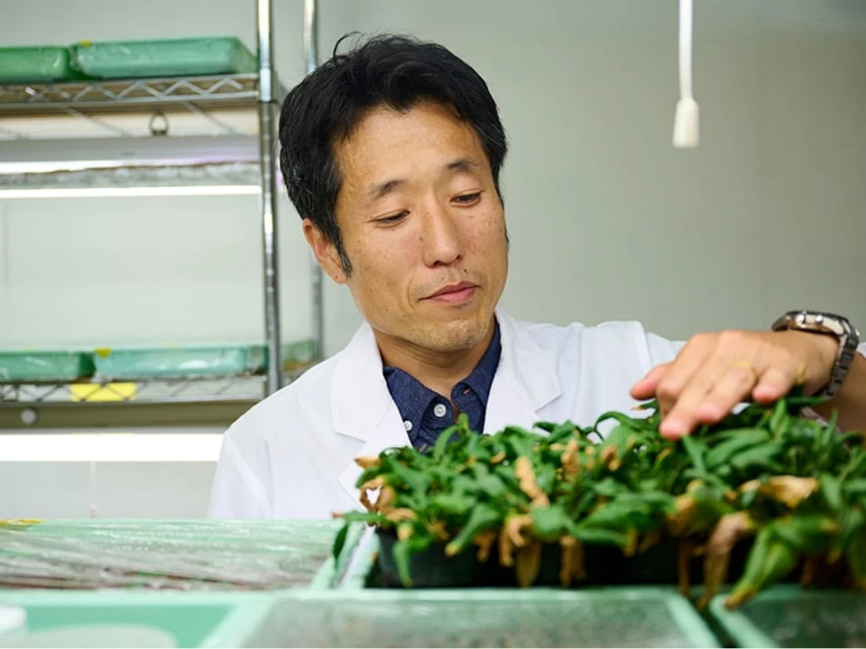 京野菜のルーツを解明