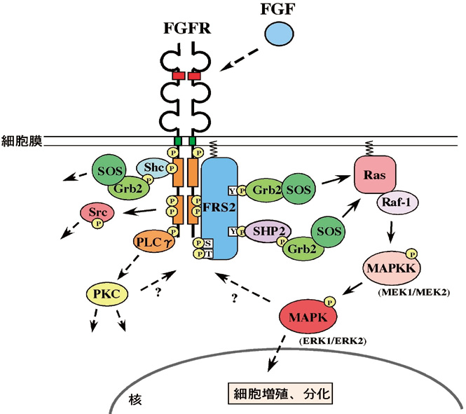 がん細胞はなぜ増え続けるのか 総合生命科学部 京都産業大学