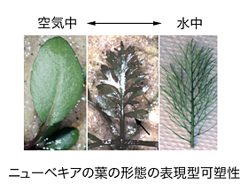 ニューベキアの葉の形態の表現型過塑性