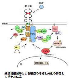 細胞増殖因子による細胞の増殖と分化の制御とシグナル伝達