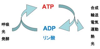 ATP