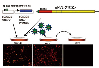 フラビウイルスのウイルス様粒子 フラビウイルスのウイルス様粒子