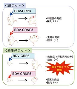 CRP3株(標準株)とCRNP5株(強毒株)の神経病原性の相違