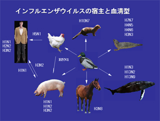 インフルエンザウィルスの宿主と血清型