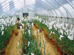 京都産業大学 植物オルガネラゲノム研究センター 京都産業大学 植物オルガネラゲノム研究センター