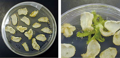 京都産業大学 植物オルガネラゲノム研究センター 京都産業大学 植物オルガネラゲノム研究センター