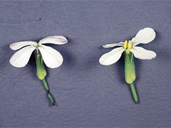雄性不稔のダイコンの花