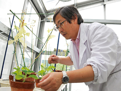 京都産業大学 植物オルガネラゲノム研究センター 京都産業大学 植物オルガネラゲノム研究センター