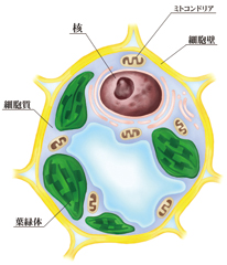 京都産業大学 植物オルガネラゲノム研究センター 京都産業大学 植物オルガネラゲノム研究センター