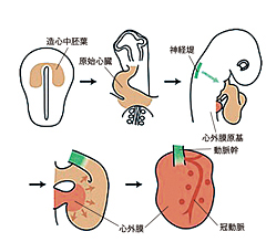 心臓の起源