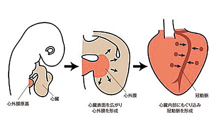 心外膜原基による心外膜・冠動脈の形成