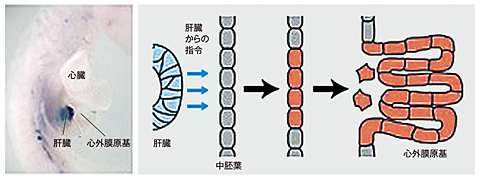 肝臓からの指令が心外膜原基を作る