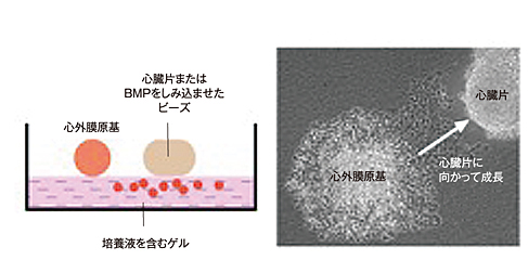 心臓からのシグナルが心外膜原基を誘引する