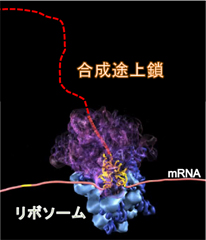 ©2002 National Institute of GeneticsAll rights reserved. Created by META