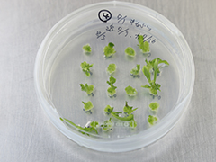 融合細胞から植物を再分化させるため、最適なホルモン条件を検討する。