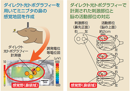 光トポグラフィーの計測イメージ