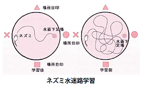 ネズミ水迷路学習