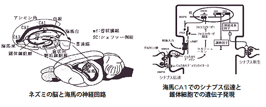 ネズミの脳と海馬の神経回路・海馬CA1のシナプス伝達と錐体細胞での遺伝子発現
