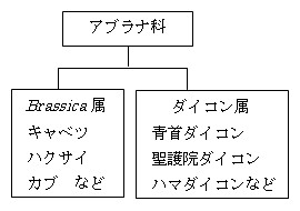 アブラナ科の代表的な2つの属(他にも属はあります)