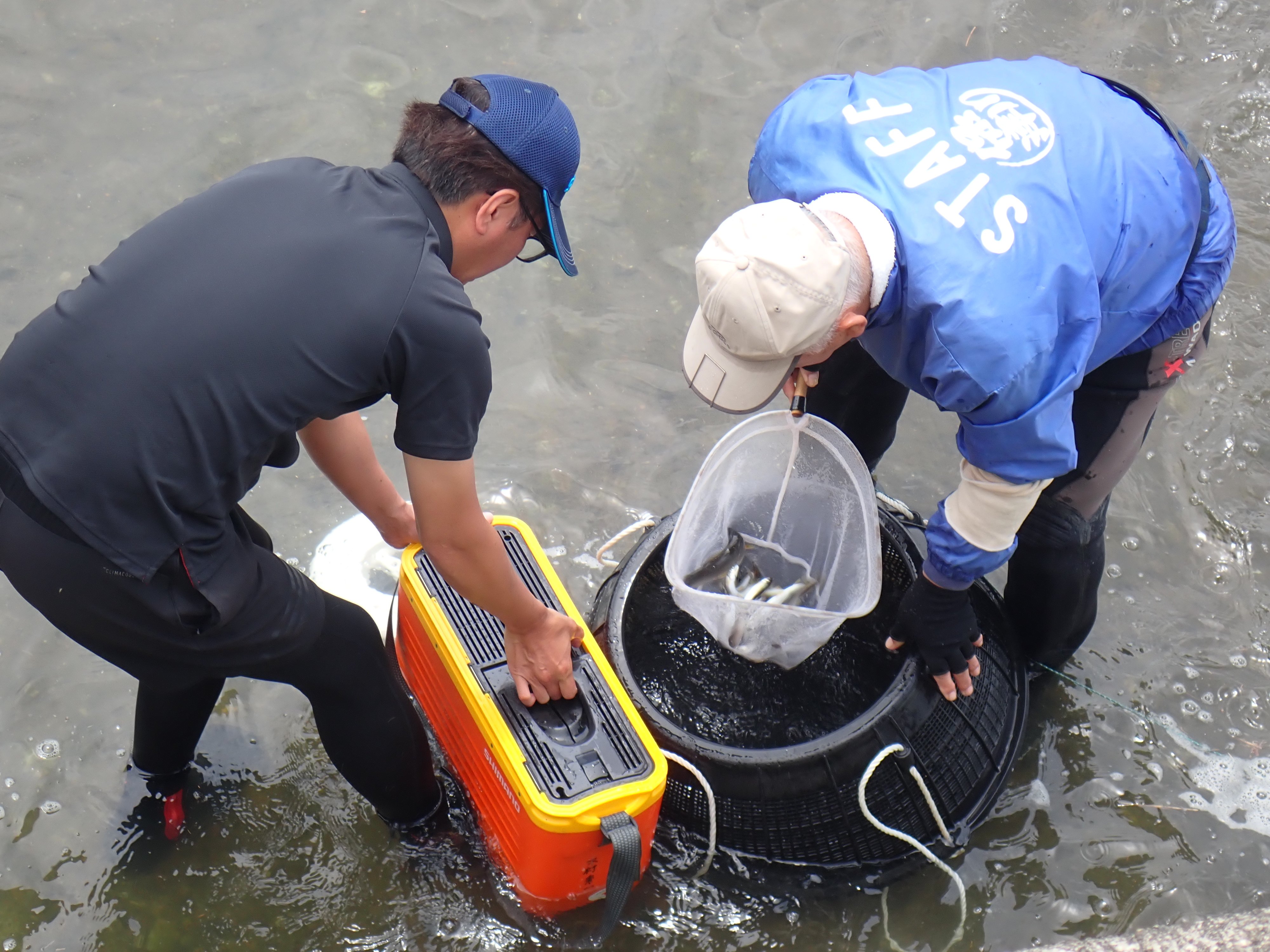 鮎の放流の準備作業