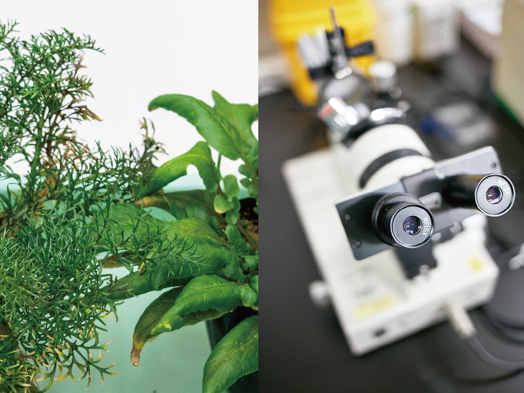 「世界で最も影響力のある科学者トップ2%」に植物科学研究センター2名の研究者がランクイン