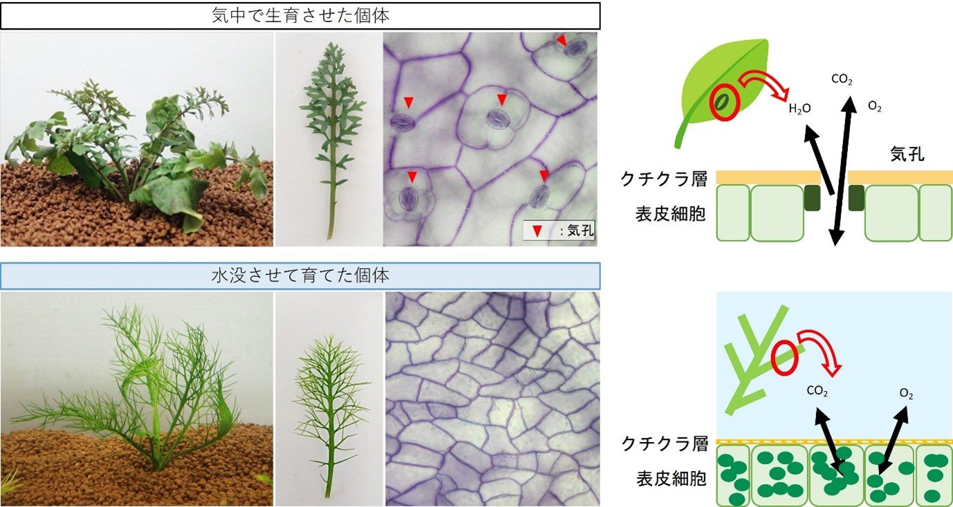 常識を覆す新発見:水陸両生植物が水没に応答して表皮細胞に葉緑体を分化させる未知の現象を発見—
