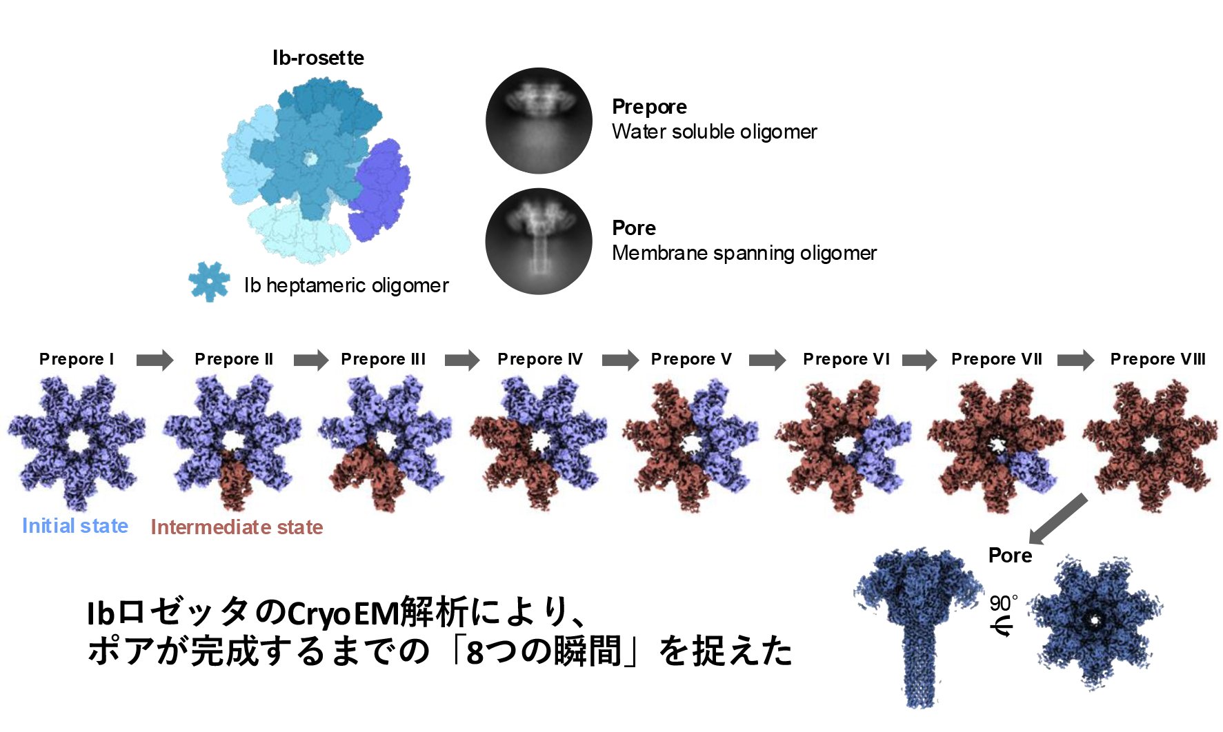 細菌毒素が膜に「孔」を開ける過程をクライオ電子顕微鏡で捉えた!―ドミノ倒しのように進む段階的な構造変化を解明―
