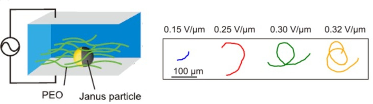 理学部 物理科学科の岩下 靖孝 教授が粘弾性流体中を泳ぐ微粒子の新しい運動法則を解明し、国際学術誌に論文を出版しました
