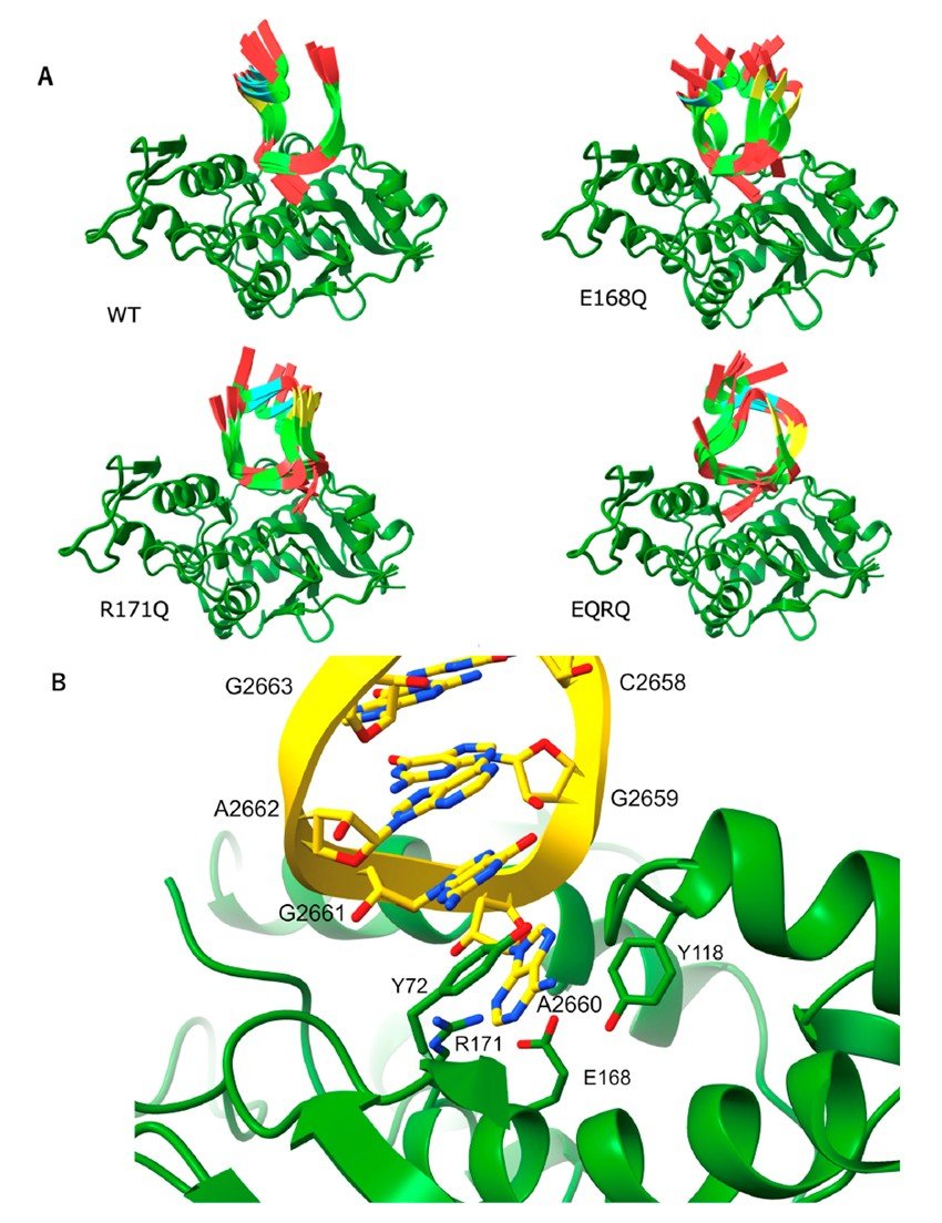 生命科学研究科の西田 菜七実さん、羽深 典之研究員と津下 英明教授等のグループの研究が国際学術雑誌 Toxins (Basel)の学術論文として掲載されました。
