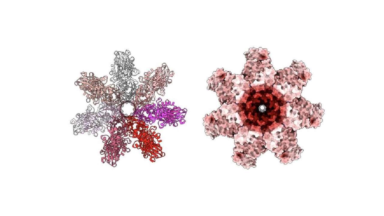 食中毒の原因毒素BECb (CPILEb) はなぜ毒素となりえるのか その理由を解明