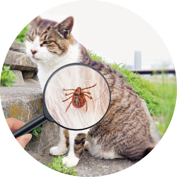 動物⇔ダニ⇔細菌⇔人間 人獣共通感染症の実態を解明する