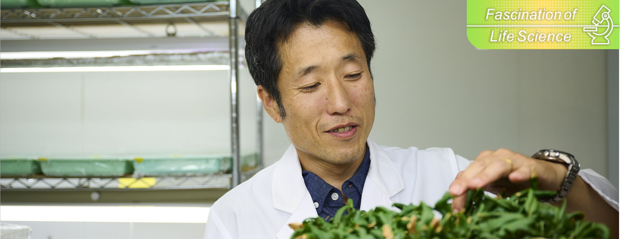 遺伝子と歴史書を読み解き 京野菜のルーツを解明