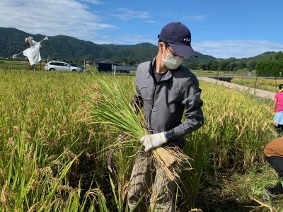 田植えの様子