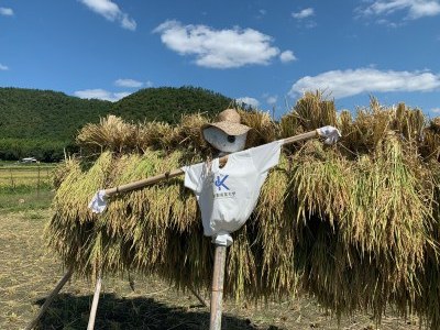 カカシ