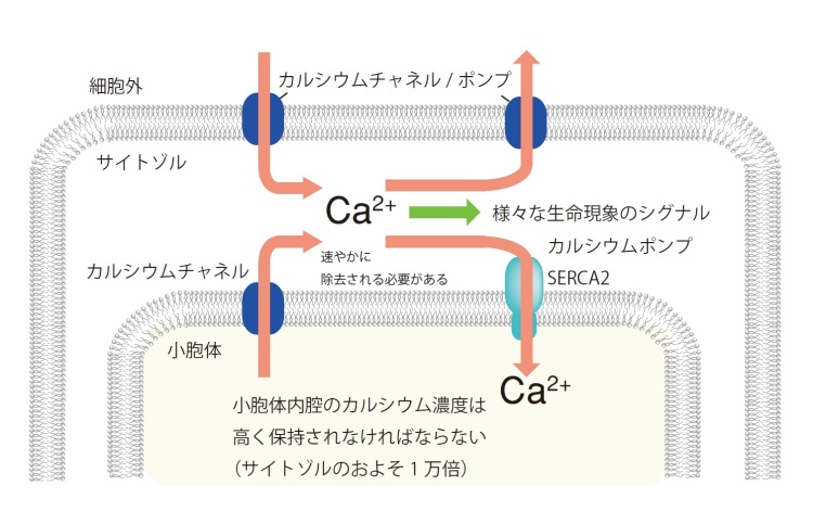 図１